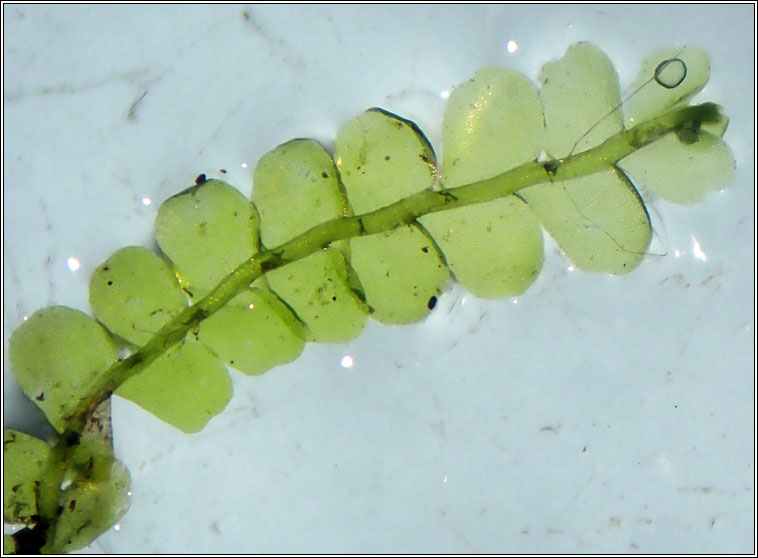 Chiloscyphus polyanthos, St Winifrid's Moss