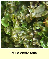 Pellia endiviifolia, Endive Pellia