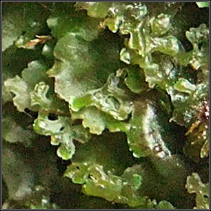 Pellia endiviifolia, Endive Pellia