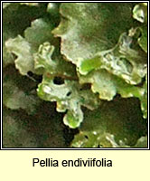 Pellia endiviifolia, Endive Pellia