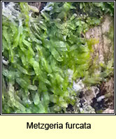 Metzgeria furcata, Forked Veilwort