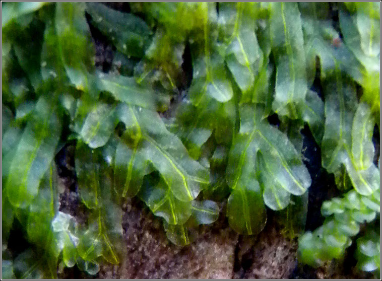 Metzgeria furcata, Forked Veilwort