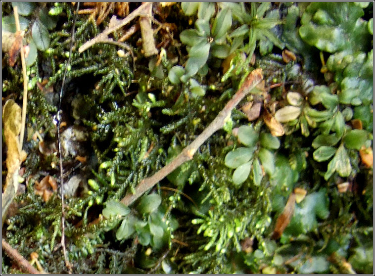 Lepidozia reptans, Creeping Fingerwort