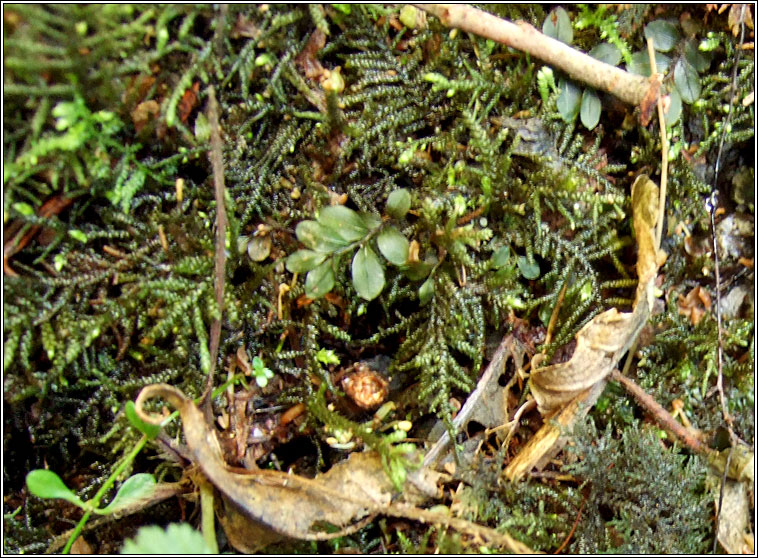 Lepidozia reptans, Creeping Fingerwort