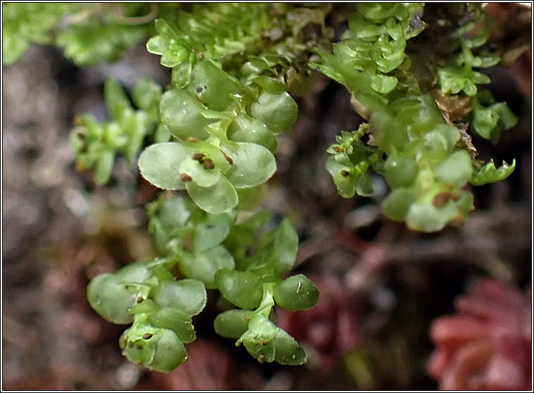 Scapania nemorea, Grove Earwort