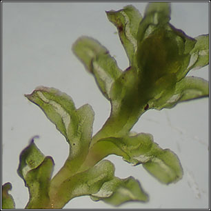 Diplophyllum albicans, White Earwort