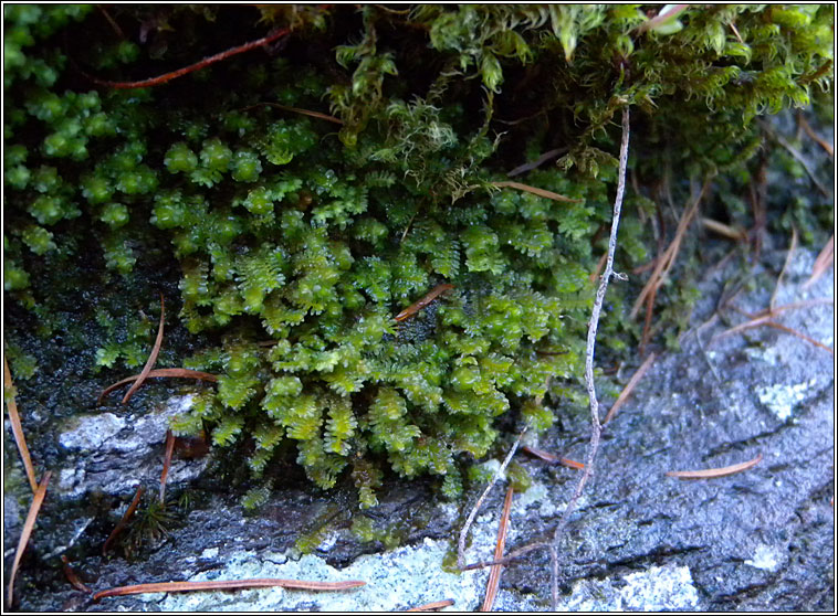 Diplophyllum albicans, White Earwort