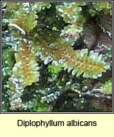 Diplophyllum albicans, White Earwort