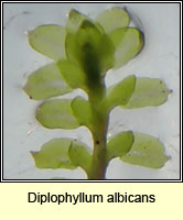 Diplophyllum albicans, White Earwort