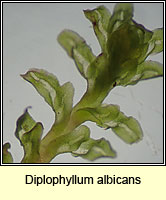 Diplophyllum albicans, White Earwort