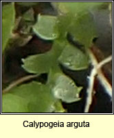 Calypogeia arguta, Notched Pouchwort