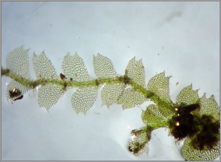 Calypogeia arguta, Notched Pouchwort