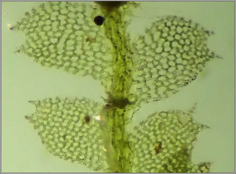 Calypogeia arguta, Notched Pouchwort