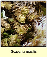 Scapania gracilis, Western Earwort