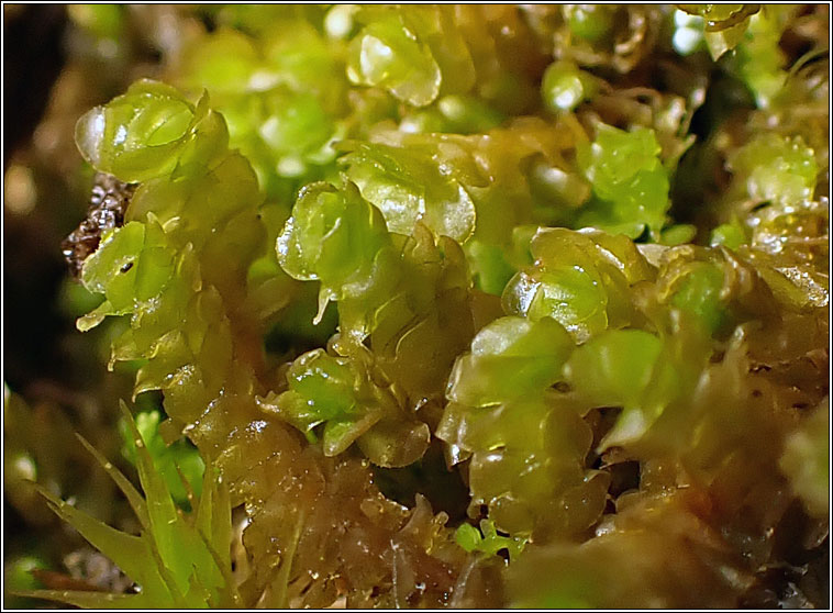 Scapania gracilis, Western Earwort