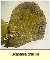 Scapania gracilis, Western Earwort