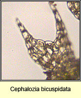 Cephalozia bicuspidata, Two-horned Pincerwort