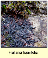 Frullania fragilifolia, Spotty Fingers