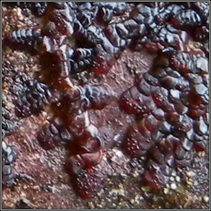 Frullania fragilifolia, Spotty Fingers