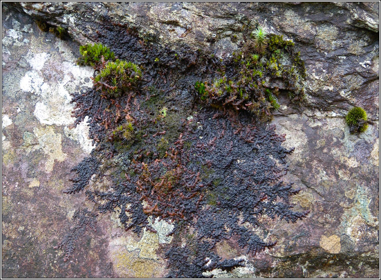 Frullania fragilifolia, Spotty Fingers