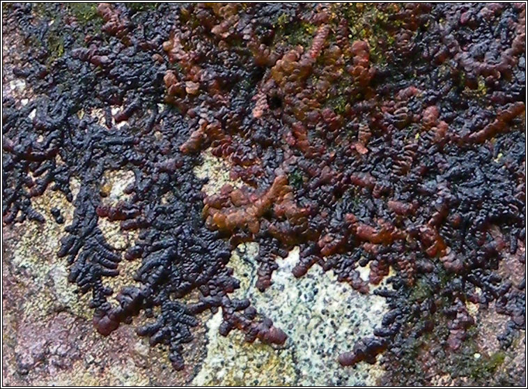 Frullania fragilifolia, Spotty Fingers