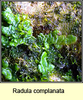 Radula complanata, Even Scalewort