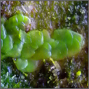 Radula complanata, Even Scalewort