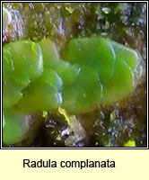 Radula complanata, Even Scalewort