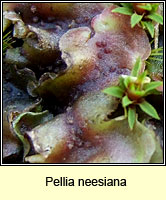 Pellia neesiana, Nees' Pellia