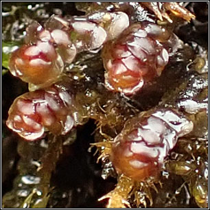 Scapania undulata, Water Earwort