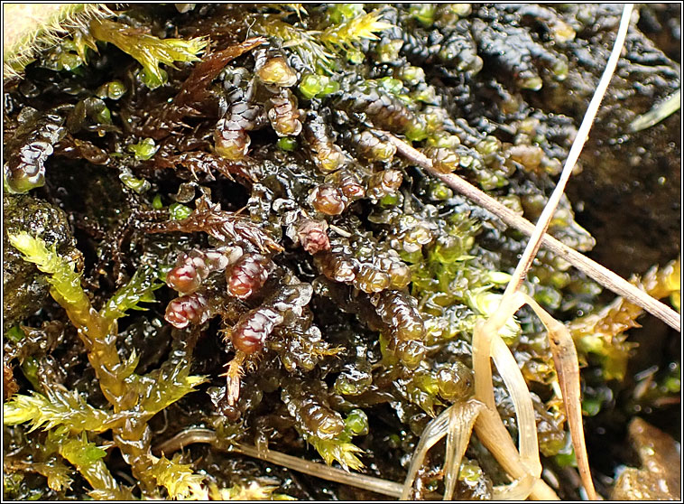 Scapania undulata, Water Earwort