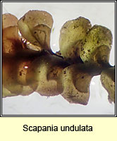 Scapania undulata, Water Earwort