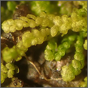 Harpalejeunea molleri, Pointed Pouncewort