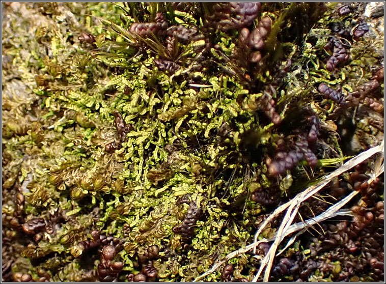 Harpalejeunea molleri, Pointed Pouncewort