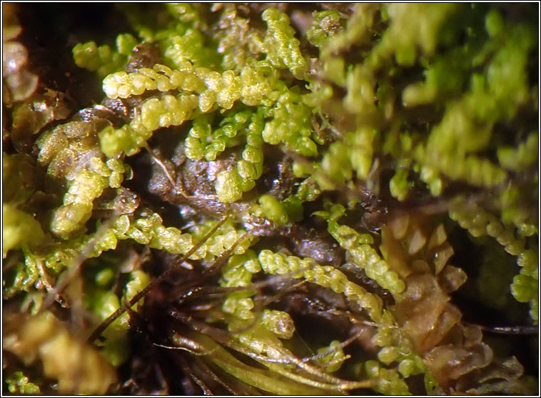 Harpalejeunea molleri, Pointed Pouncewort