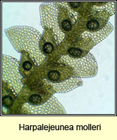 Harpalejeunea molleri, Pointed Pouncewort