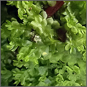 Chiloscyphus pallescens, Pale Liverwort