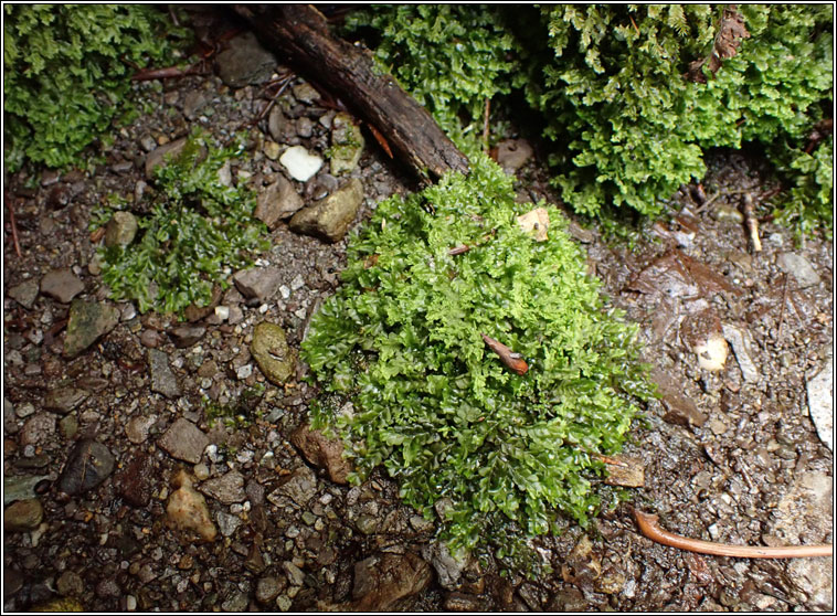 Chiloscyphus pallescens, Pale Liverwort