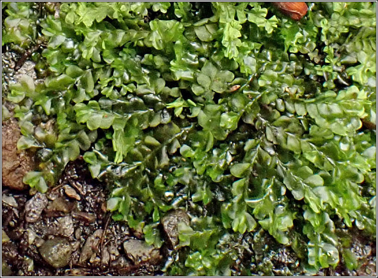 Chiloscyphus pallescens, Pale Liverwort