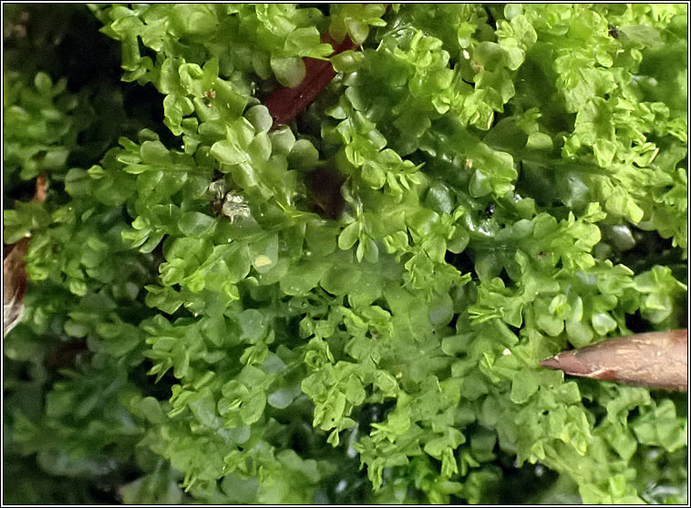 Chiloscyphus pallescens, Pale Liverwort