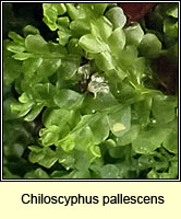 Chiloscyphus pallescens, Pale Liverwort