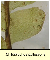 Chiloscyphus pallescens, Pale Liverwort