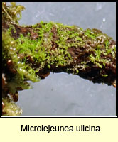 Microlejeunea ulicina, Fairy Beads