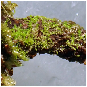 Microlejeunea ulicina, Fairy Beads