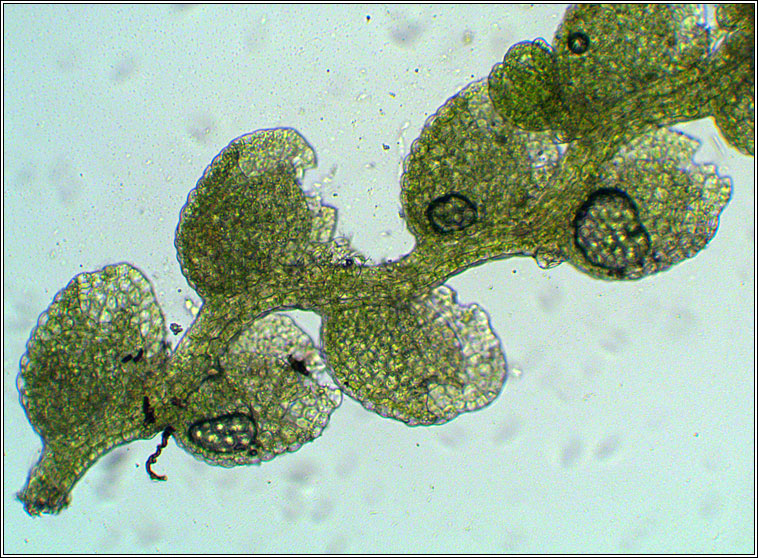 Microlejeunea ulicina, Fairy Beads