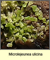 Microlejeunea ulicina, Fairy Beads