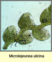 Microlejeunea ulicina, Fairy Beads