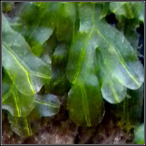 liverwort