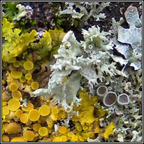 lichen