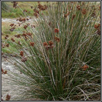 rushes and wood-rushes